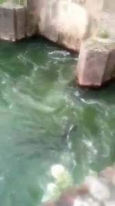 Fishing Europa on Reels