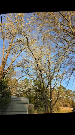 Spring is not here, but that hasn't stopped things from blooming. | Springs