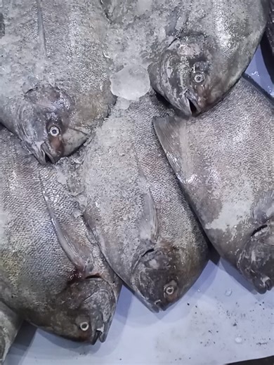 Karachi fishri Market today price #fish #fishing #fishlovers #foryou #foryoupage