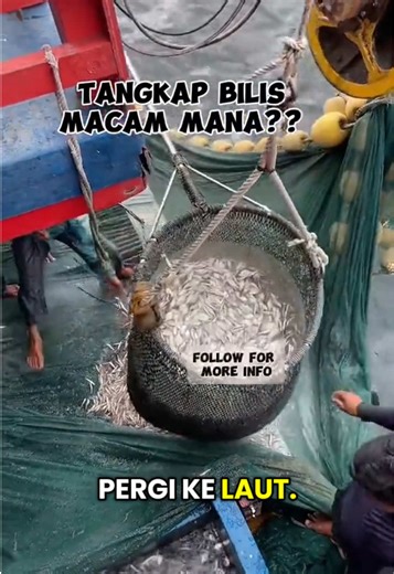 Nak tangkap Ikan Bilis ni dengan bot kecik pon boleh tapi kualiti akan tak sama😅 Ikan Bilis terus proses lebih rangup sedap taww! Siapa nak rasa Bilis rangup boleh masuk LIVE papa ye🥰 #ikanbilis #pembekal #terusbot #myfoodie