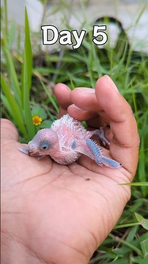 Day 1 To Day 18 | Budgie Growth Stages