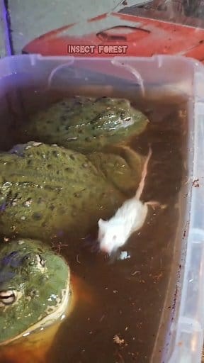 122K views · 824 reactions | The mouse swam into the frog's mouth #mouse #frog #feeding #insects #rat #bullfrog | Insect Forest | Facebook