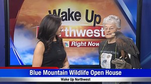 Learn about local wildlife this weekend at eastern Oregon and southeast Washington’s primary wildlife rehabilitation and education facility! Blue Mountain Wildlife is hosting an open house on Saturday, October 26th from 1:00-4:00pm at their location on 71046 Appaloosa Lane in Pendleton, OR. "Jack Jack" the Harris's Hawk is just one of many birds you can meet during your tour. For more information, visit www.bluemountainwildlife.org. | NBC Right Now