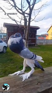 101K views · 565 reactions | A mutant-looking pigeon with a puffed-out chest and very long legs is baffling the internet. | NBC Washington | Facebook
