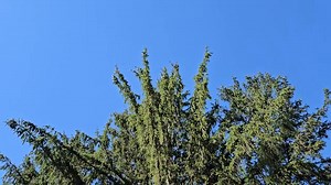 Originally brought over from Europe, the non-native Norway spruce is now commonly planted for windbreaks, landscaping and reforestation across Indiana. In this edition of ID That Tree, learn how to recognize its distinctive shape and why it’s often chosen for both farms and front yards | Purdue Forestry and Natural Resources