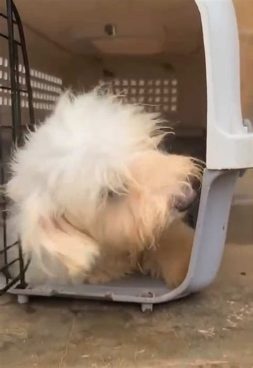 puppypuppyplug (@puppypuppyplug)’s videos with original sound - puppypuppyplug