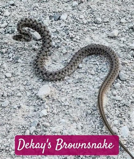 Take a look at this cute little Dekay's brownsnake that I found crossing the road