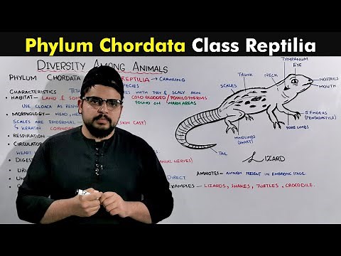 Class Reptilia (Phylum Chordata of Kingdom animalia)