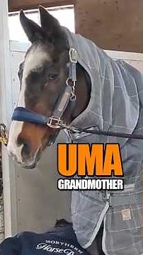 Mother of Deep Impact, Grandmother of Legends — She’s 34 and Thriving 🐴✨