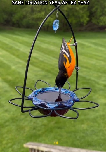 Do you feed your Orioles jelly? 🧡🍇 I’ve used this jelly mix for 2 years and I’ve went from seeing 1 oriole per year to all-day visitors! I’ve named myself the Oriole Queen this year 😂 Here’s what I learned: 🧡 Consistency is key - keep the feeders full every day rain or shine! 🧡 They WILL return year after year and bring their friends! 🧡 They are attracted to orange and red feeders but will eat jelly from just about anything 🧡 Mine prefer jelly over fresh oranges Happy birding! #birds #bir