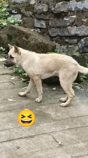 3M views · 47K reactions | Suara gitar bass dangdut yang asik bikin ikut bergoyang  #gitardangdut #melodigitar #goyangasik #jogetasik | Paulus Sangmane Toraja | Facebook