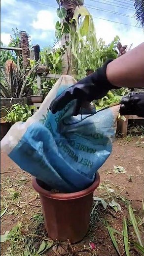 Root trimming + repotting+ Removing dead roots for healthier and stronger orchid growth. #plantcare