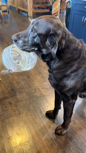 Cooking with Dukey! #trending #dog #cooking #funnypets #pets #souldog #dogvideos #dogsoftiktok #dogsoftiktoks #DOGS #fypdogs #dogs #woof #funnydog #fyp #doglover #mydukeydalesandro #pet #dukeymerch #doggos | Dukey