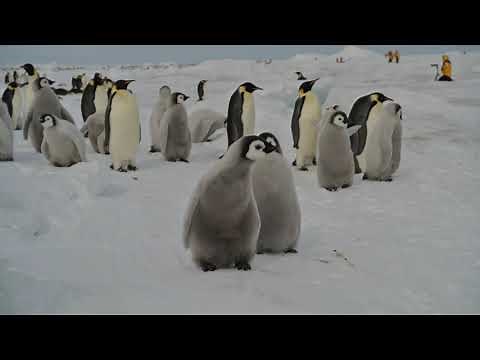 Emperor Penguin chicks in Snow Hill colony in Antarctica