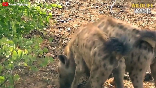 45 Pitiful Moments Predator Get Injured - Wildlife Moments