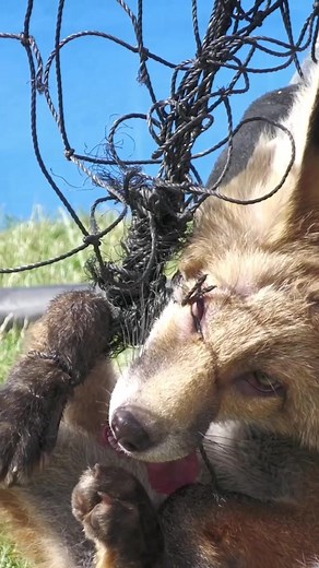 We are so frustrated with these completely avoidable rescues! Harry was one of the lucky ones, but too often the damage done by netting is fatal! Please pick them up! . . . . #wildlifeaidfoundation #wildliferehabilitation #wildlife #animals #wildliferescue