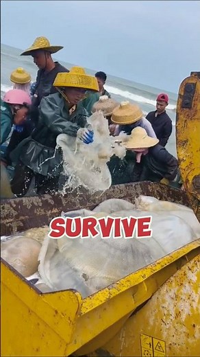 “The World’s Most Poisonous Jellyfish — But Watch What Happens Next! 😳🌊”