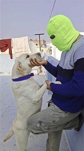Funny Labrador Day-10 😂 #dog #dogs #funnydog #funnyvideo