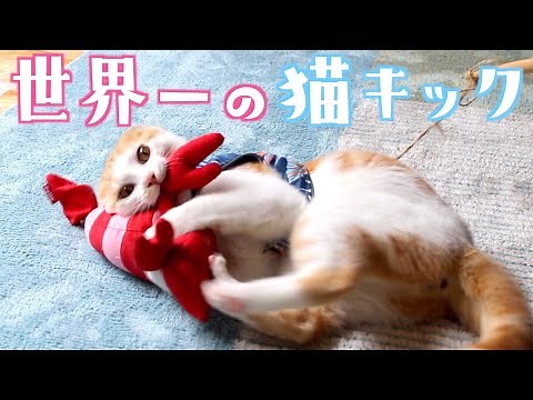 世界一激しい猫キックをけりぐるみにお見舞いする猫がこちらですw
