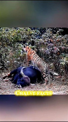 scariest hunter 😈 tiger 🐅