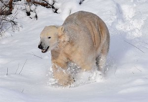 WATCH: Treats for polar bears at Highland Wildlife Park