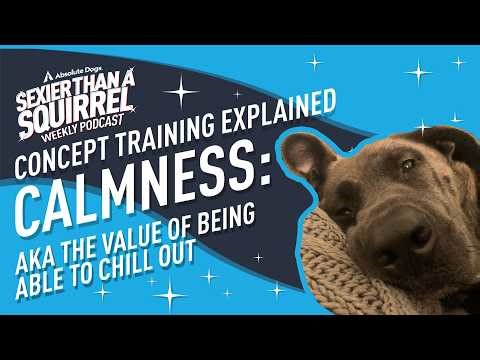 Concept Training Explained: Calmness aka The Value of Being Able to Chill Out