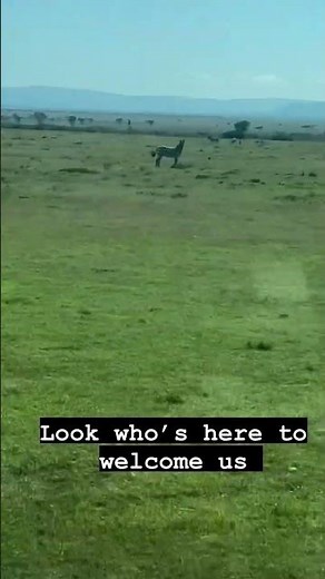 Dream Safari in Maasai Mara ❤️ #kenya #safari #wildlife