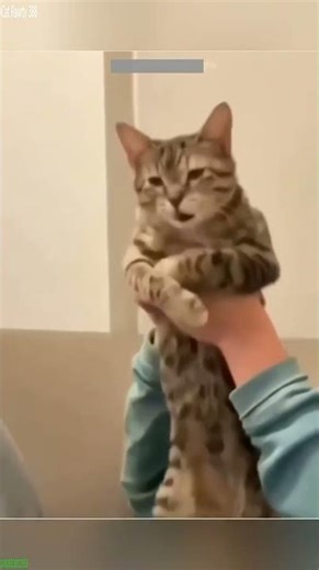 Funny Cat 🙀 Cat Fight 🥰 # Episode 4138