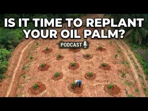 Oil Palm Replanting Without Losing Income, Practical Steps for Smallholders