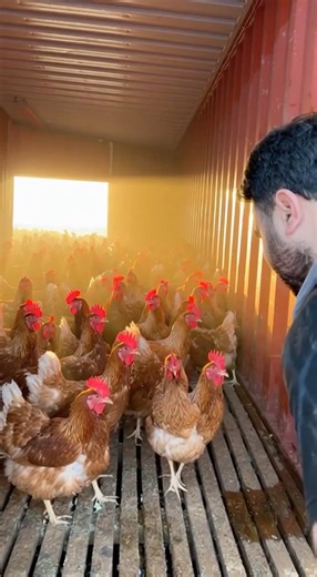 I found container full with hens