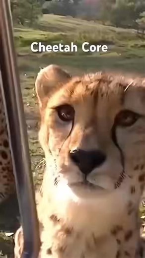 Messing With Telemarketers on Reels