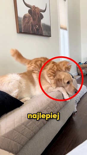 771K views · 6.3K reactions | Te Psy Kochają Koty #animals #zwierzeta #Psy #zwierzaki | ZwierzŚwiat | Facebook