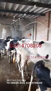 13K views · 1K reactions | Outdoor MISTING and cooling system,...