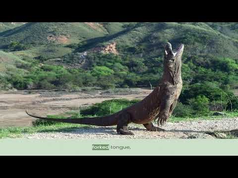 Komodo Dragon Facts: The World’s Largest Monitor Lizard Explained