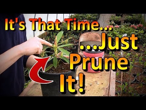 Prune Your Rooted Cuttings Early!