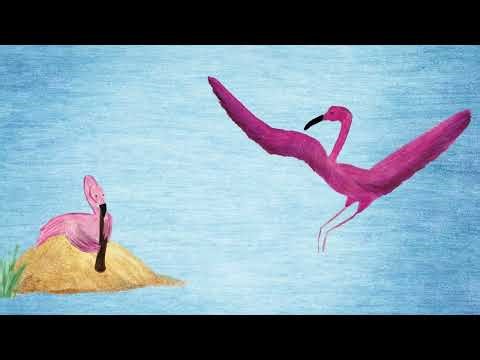 Le bal du Flamant Rose | conte musical pour enfant |découverte de la clarinette