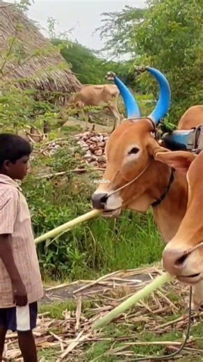 Bullock Cart Heavy Load Ride | Bullock Cart Heavy Load Crops Transport | Bullock Cart Heavy Load