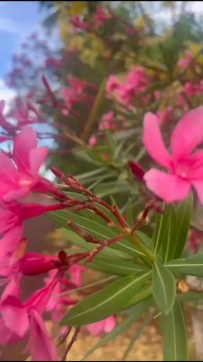 34K views · 171 reactions | 13 perches Harmony @ 4.5 million | Beyond Property | Facebook