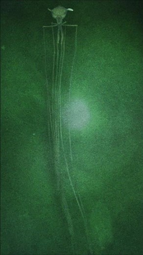 Massively long alien-like squid living deep in the ocean.