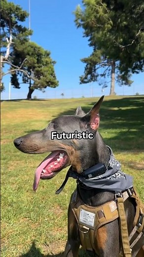 Top 3 Most Stunning Doberman Colors