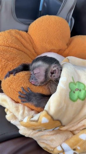 Cute Monkeys Compilation 🐒