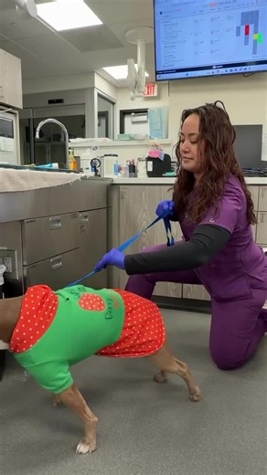 Meet Cornelia: The Adorable Pibble at the Vet