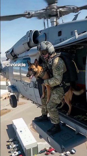 "Heroic Belgian Malinois Saves Soldier From Exploding Helicopter! 🐕🚁 #rescue #military #animals "