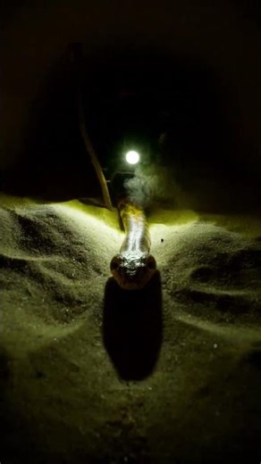 Kenyan Sand Boa POV: Micro Camera Journey Beneath the Desert