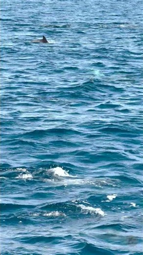 It’s not every day we see a this in the pod. We love you, little leucistic common dolphin! #ocean
