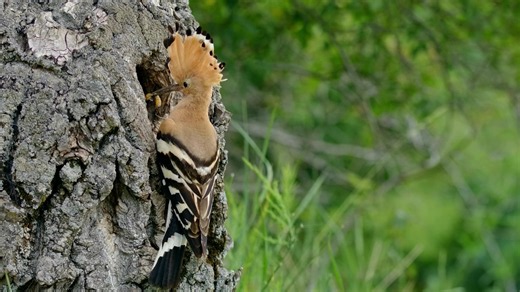 Rare wildlife moment hoopoe feeding chick in tree