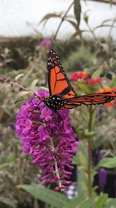 Monarch butterfly on Buddleja blossom San Diego County Fair | Butterfly Farms