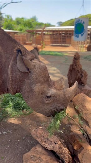 2.3K views · 228 reactions | 憐 Happy World Rhino Day! 憐 Today, we...