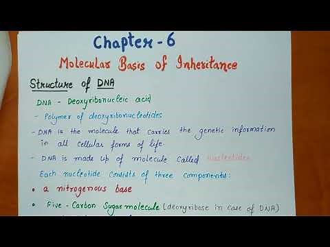 Class 12 Biology Notes || molecular basis of inheritance || Chapter 6