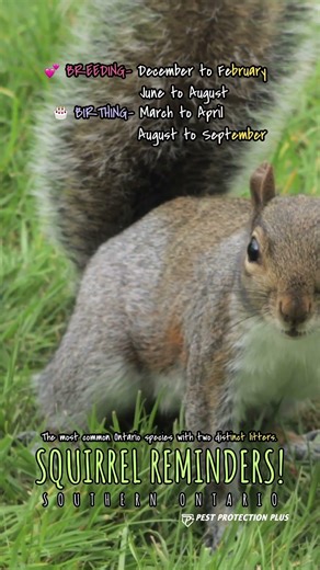 Southern Ontario’s squirrels are on double duty! 🐿️🍼